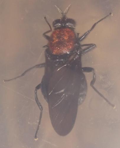 Clitellaria ephippium